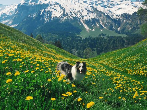 The Best Mountain Hikes to Enjoy with Your Dog