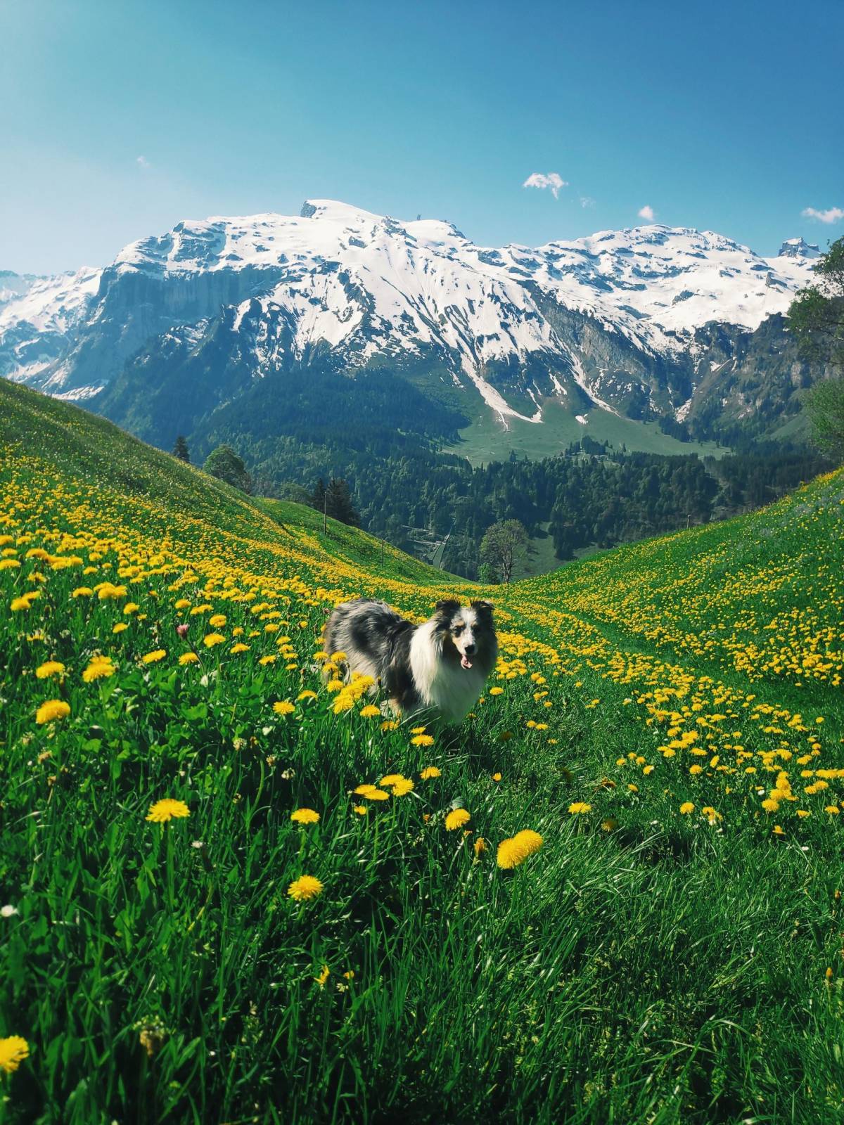 Les meilleures randonnées à faire en montagne avec votre chien